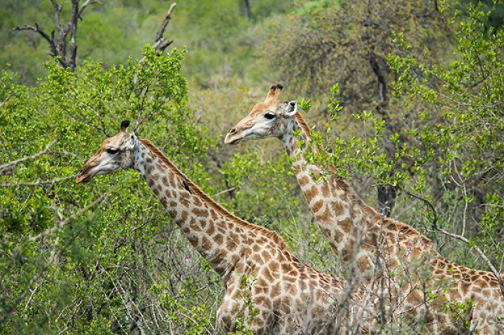 2017 Afryka Południowa 